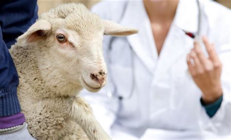 koyunlarda öksürük nedenleri
